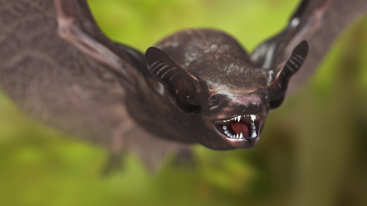 3D Flying Black Bat