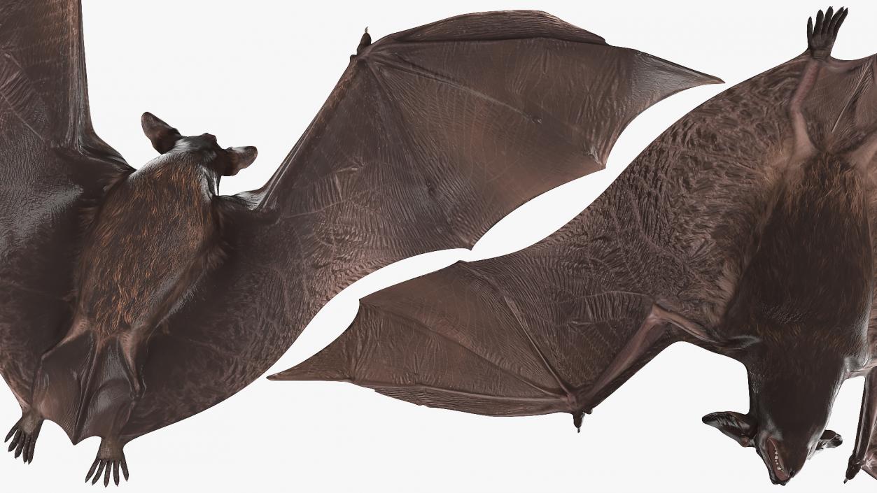 3D Flying Black Bat