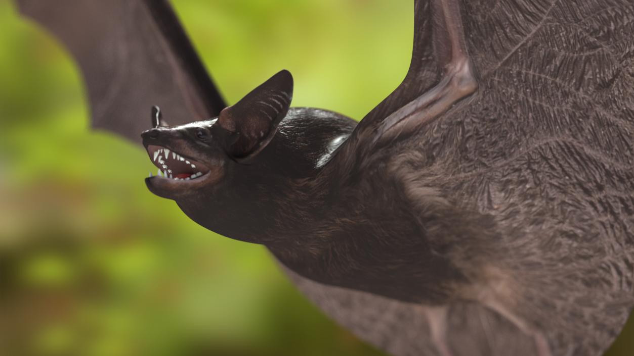 3D Flying Black Bat