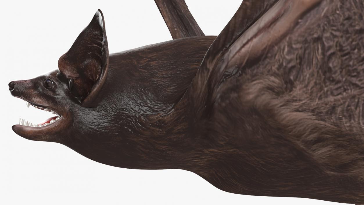 3D Flying Black Bat