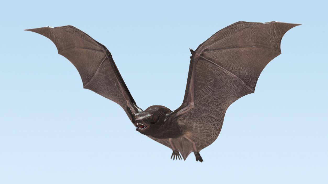 3D Flying Black Bat