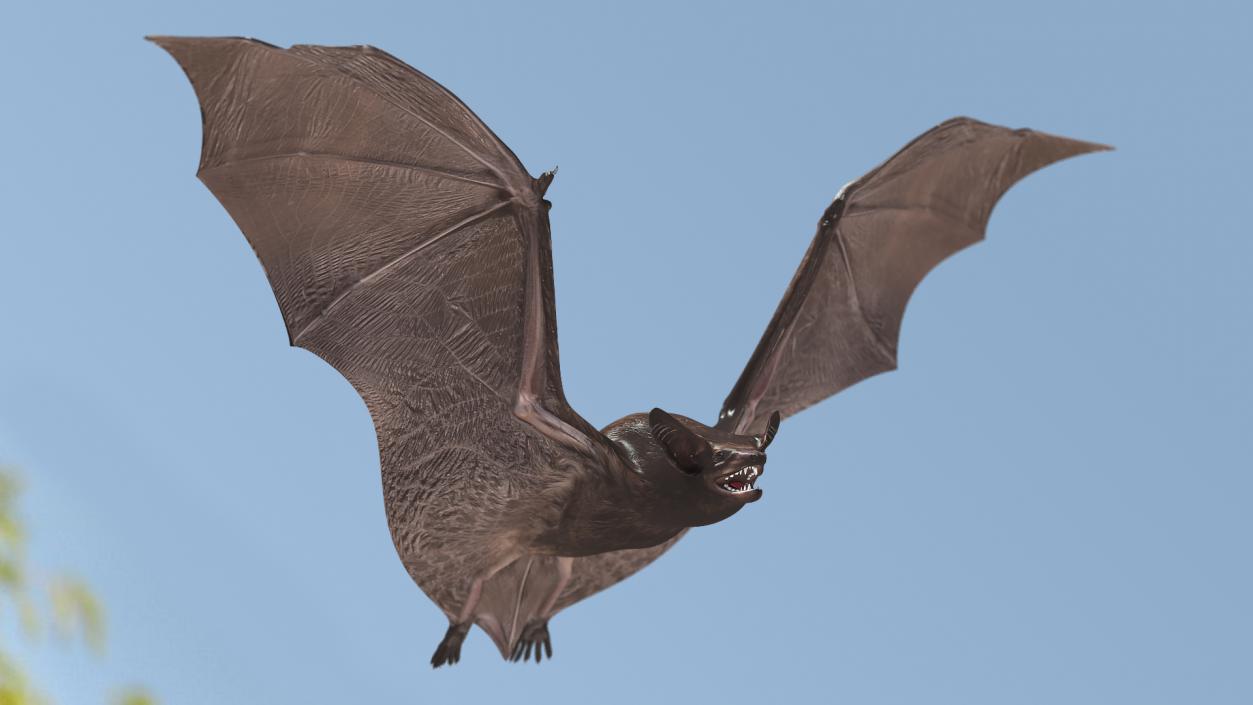 3D Flying Black Bat