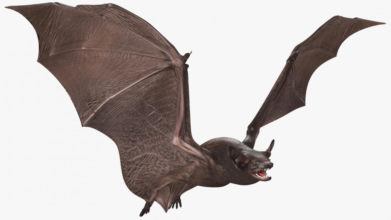 3D Flying Black Bat