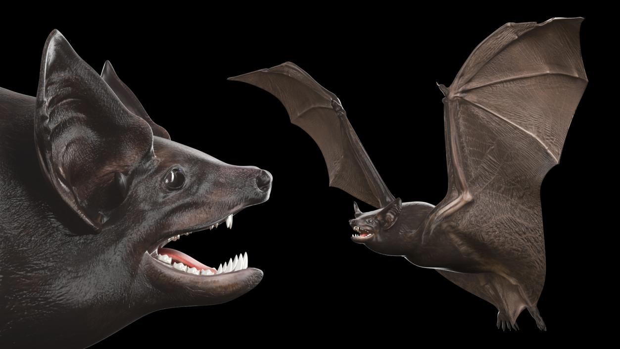 3D Flying Black Bat