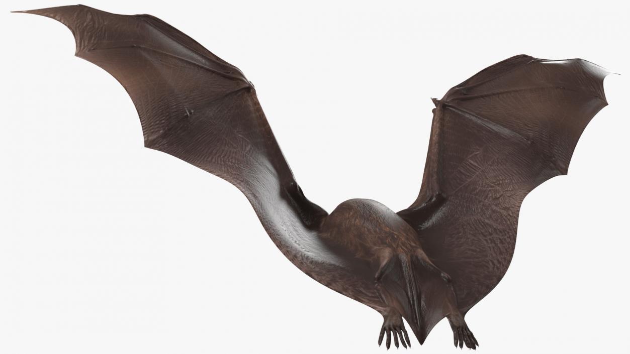 3D Flying Black Bat