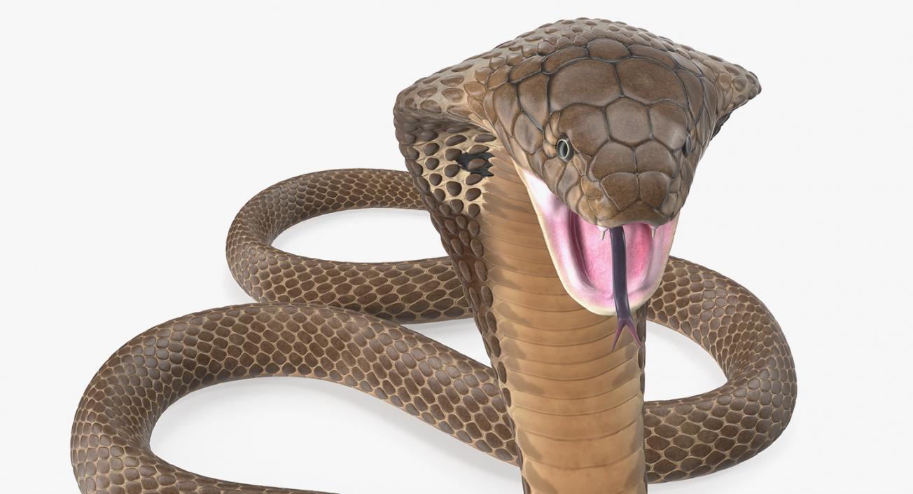 3D Beige Cobra Attack Pose model