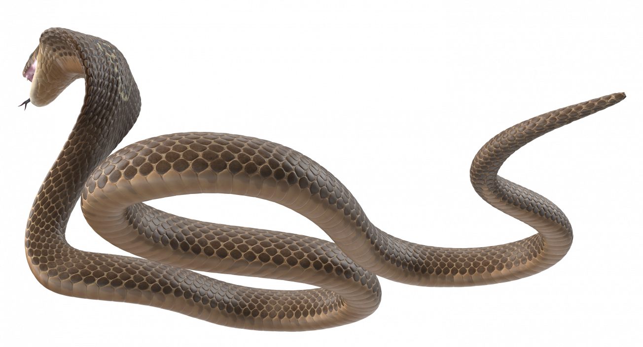 3D Beige Cobra Attack Pose model