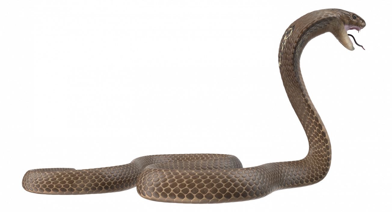 3D Beige Cobra Attack Pose model