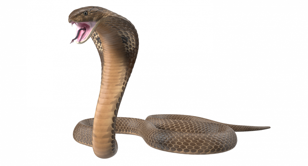 3D Beige Cobra Attack Pose model