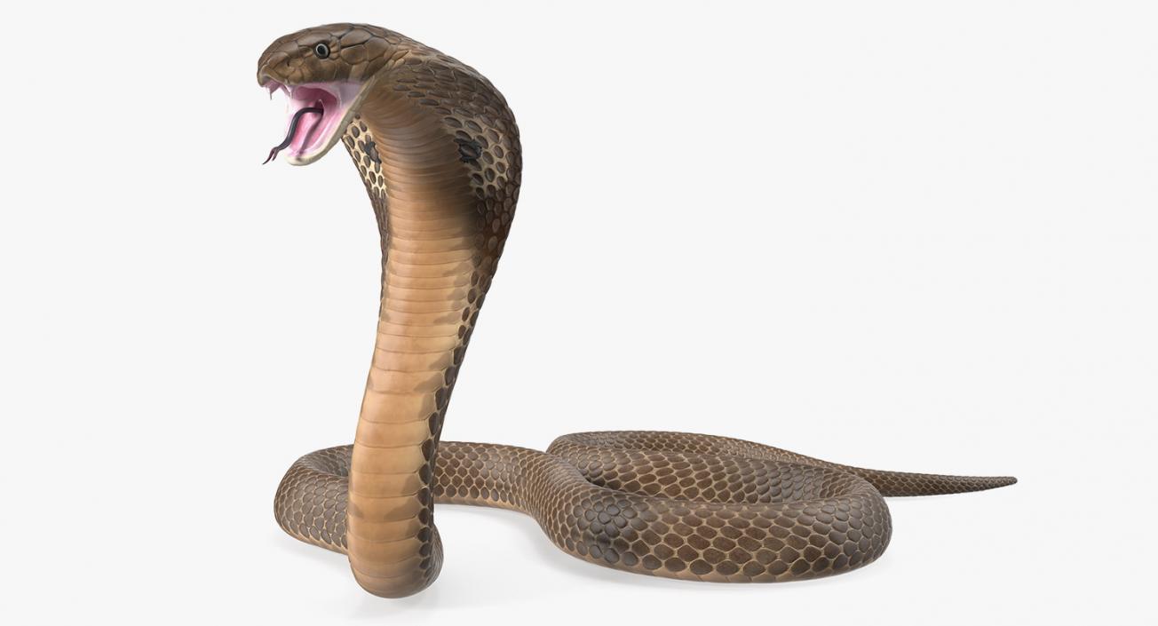 3D Beige Cobra Attack Pose model