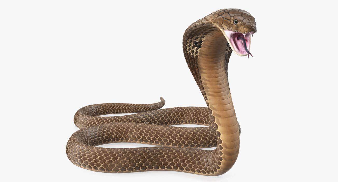 3D Beige Cobra Attack Pose model