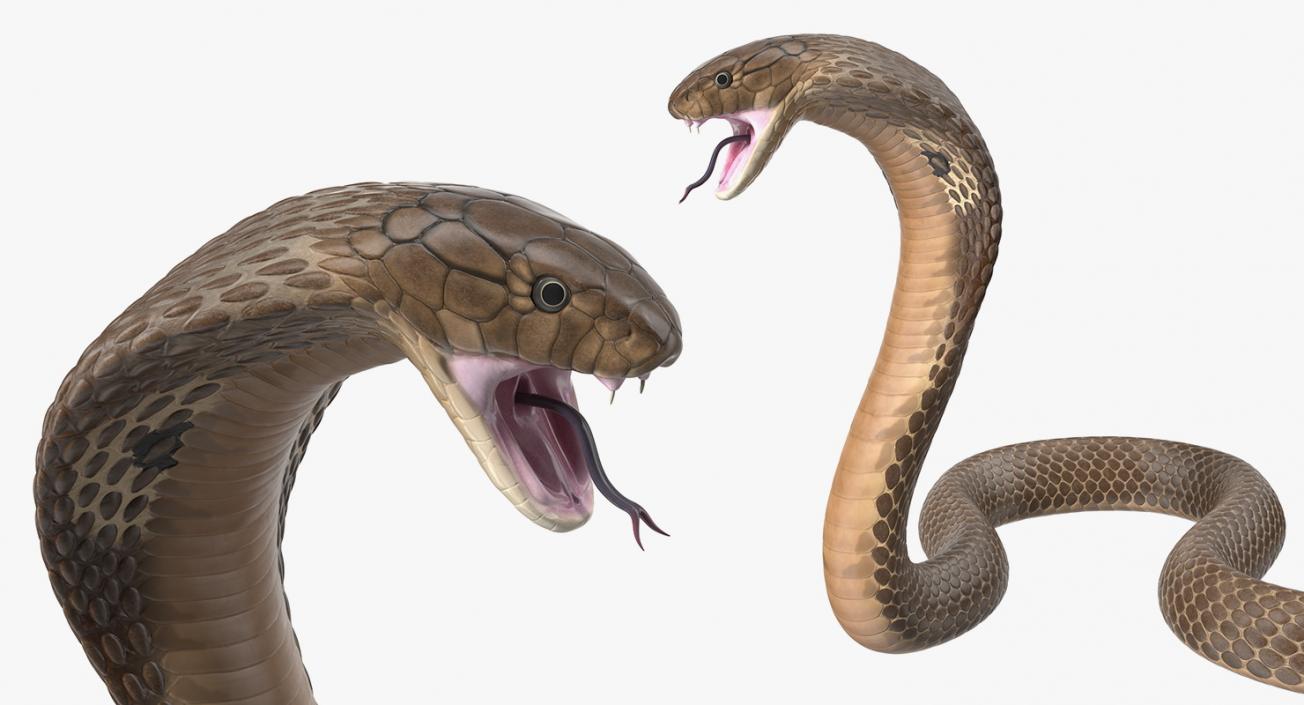 3D Beige Cobra Attack Pose model