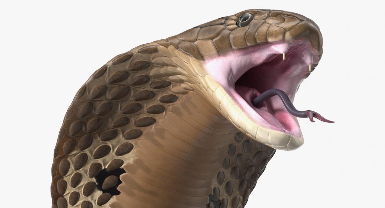 3D Beige Cobra Attack Pose model