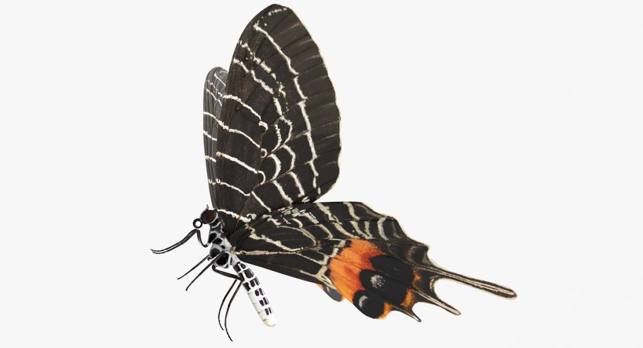 Bhutan Glory Swallowtail Butterfly 3D model