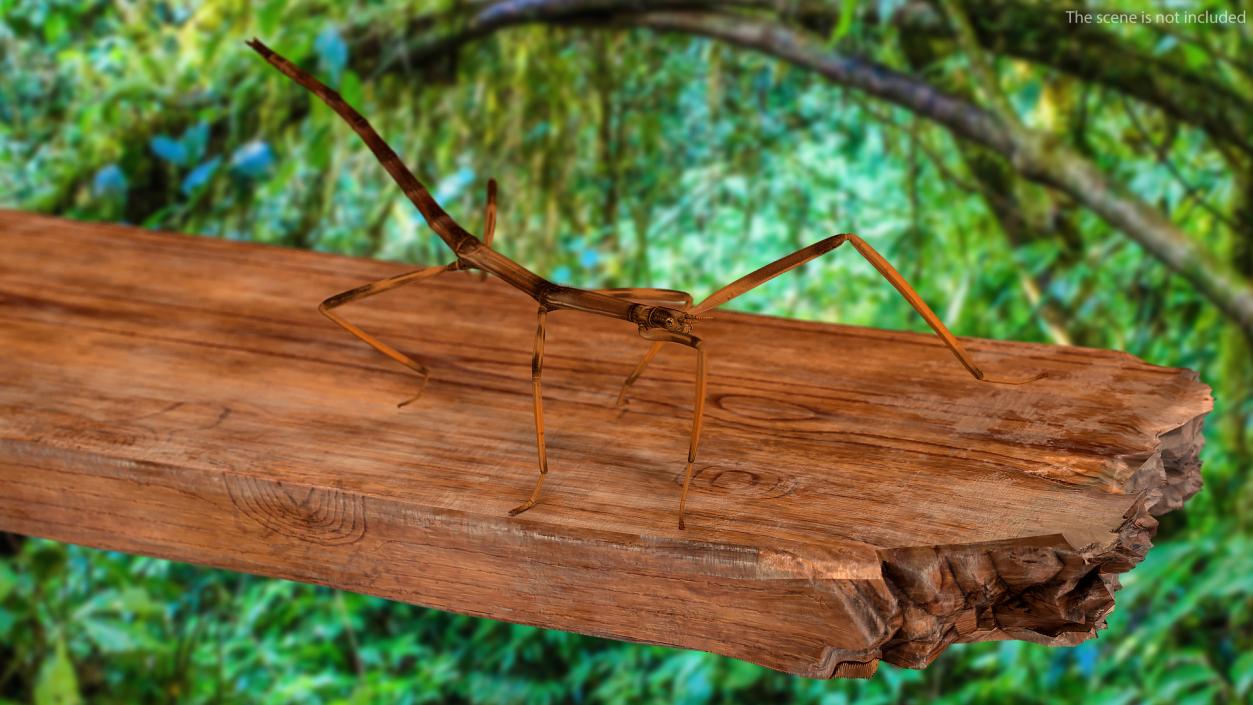 3D Stick Insect Brown Walking Pose