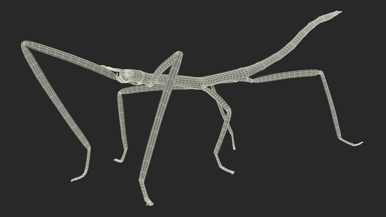 3D Stick Insect Brown Walking Pose