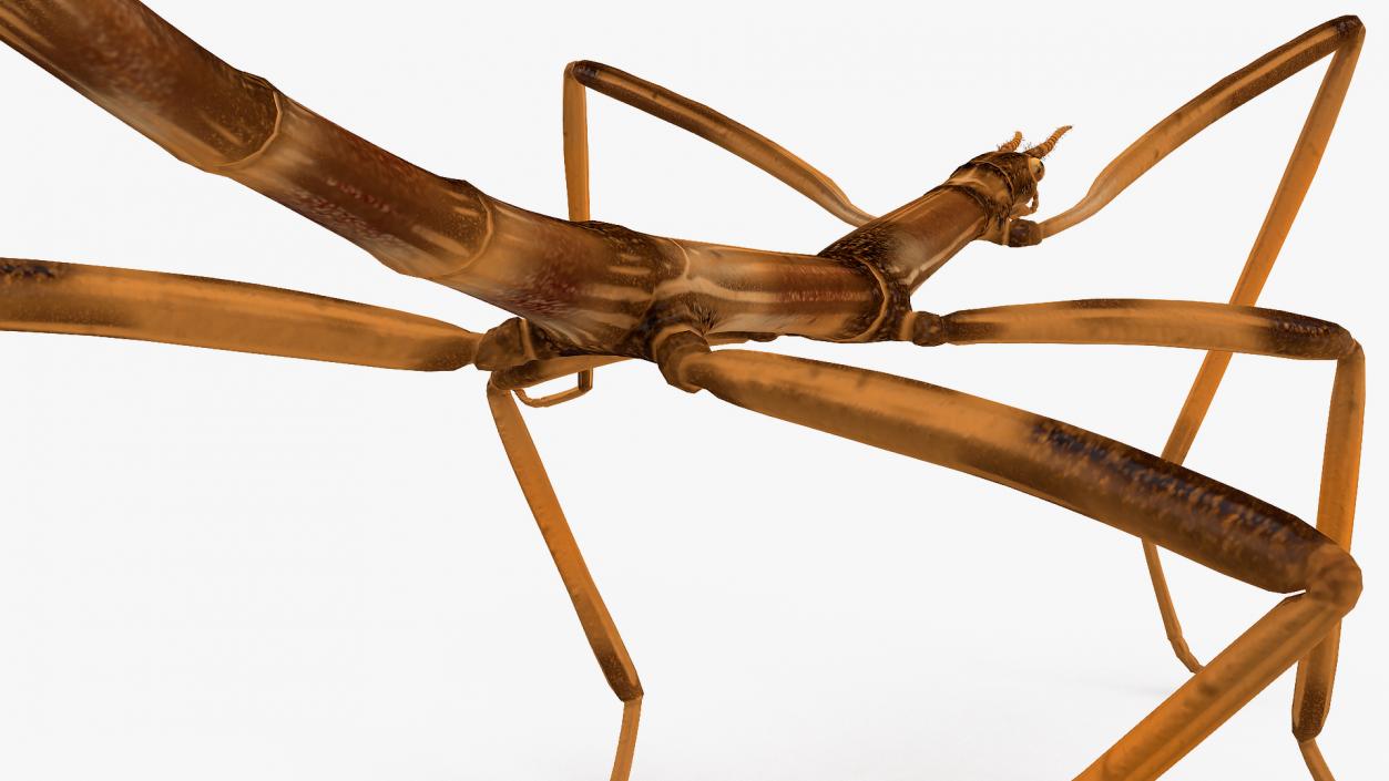 3D Stick Insect Brown Walking Pose