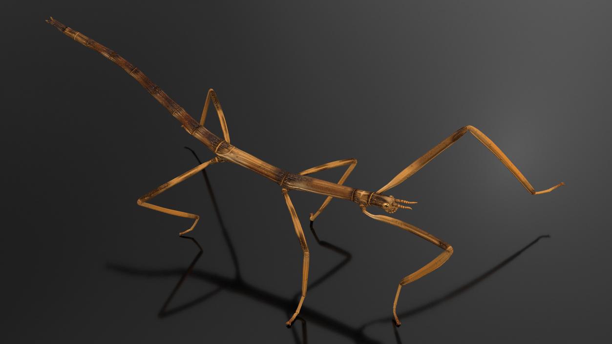 3D Stick Insect Brown Walking Pose