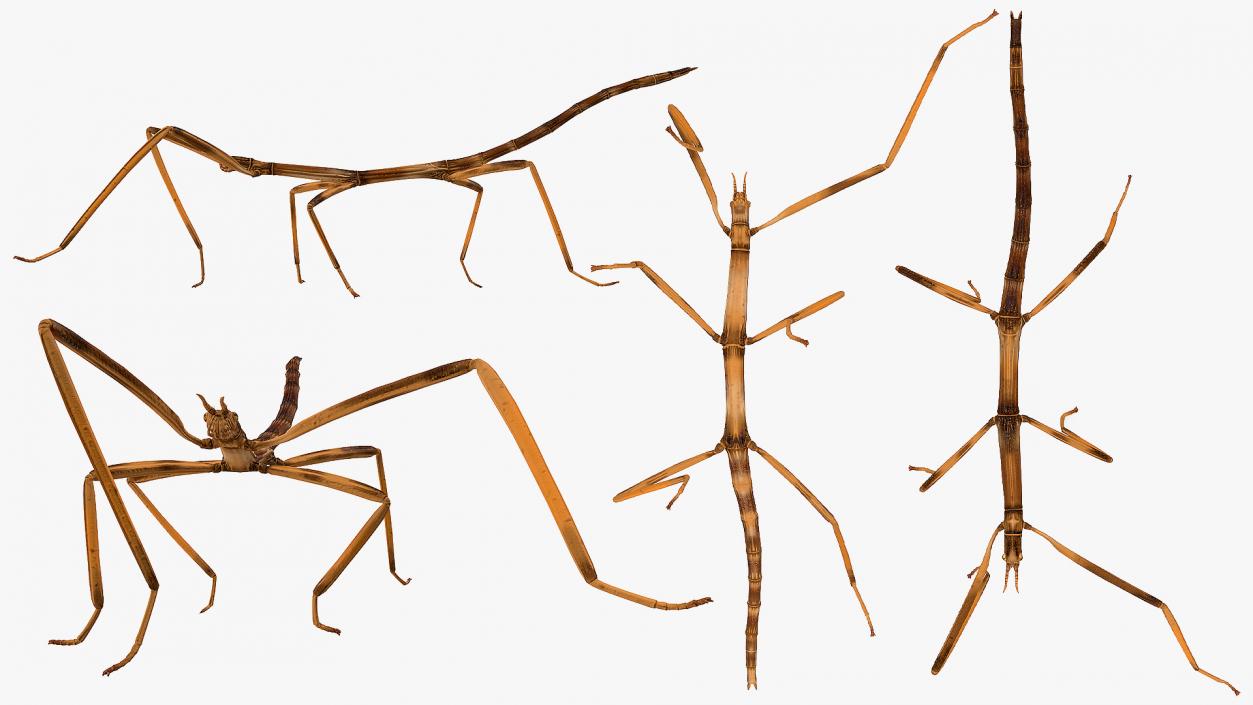 3D Stick Insect Brown Walking Pose