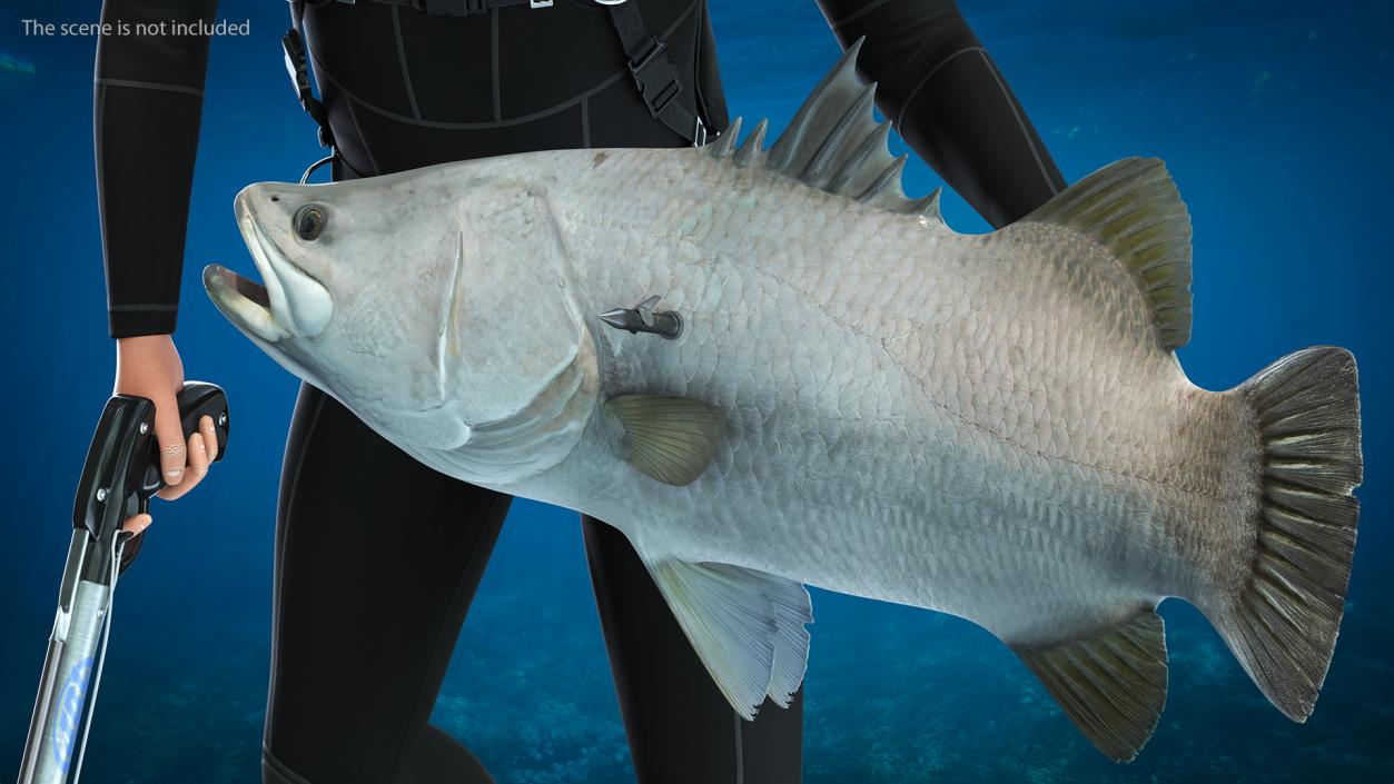 Diver with Underwater Speargun and Fish 3D model