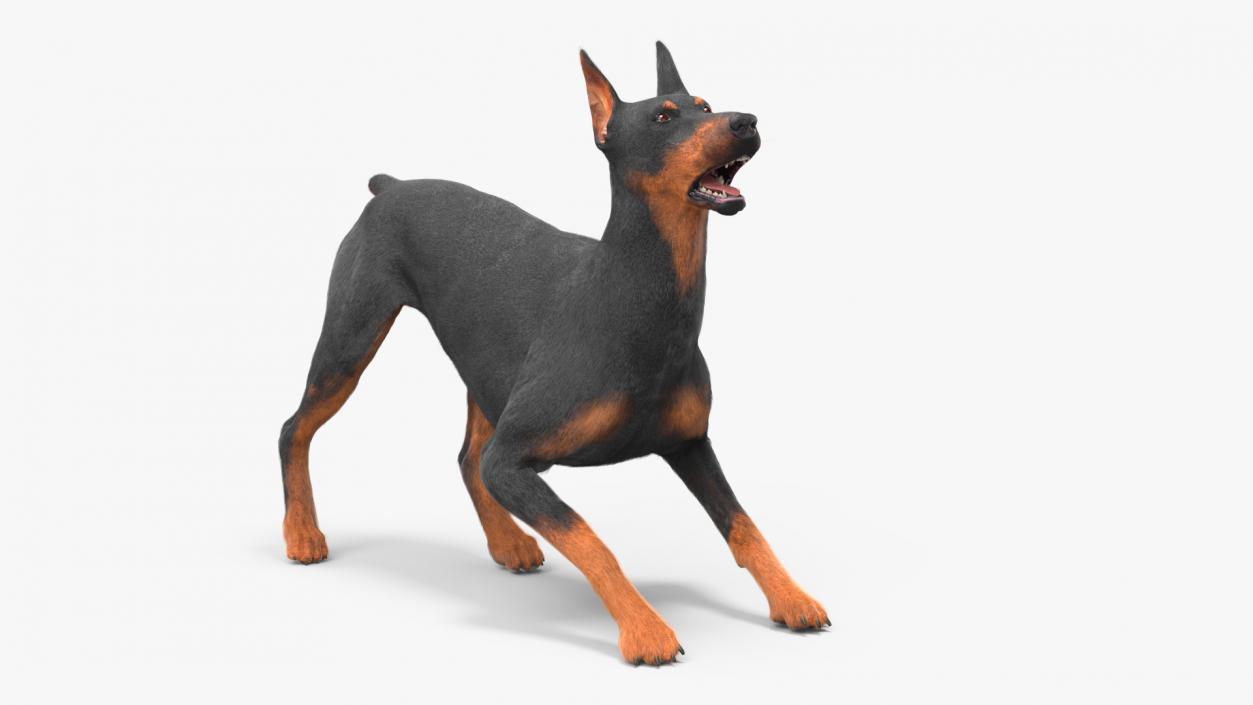 Doberman Pinscher Dog Fur Rigged 3D