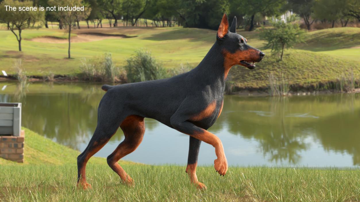 Doberman Pinscher Dog Fur Rigged 3D