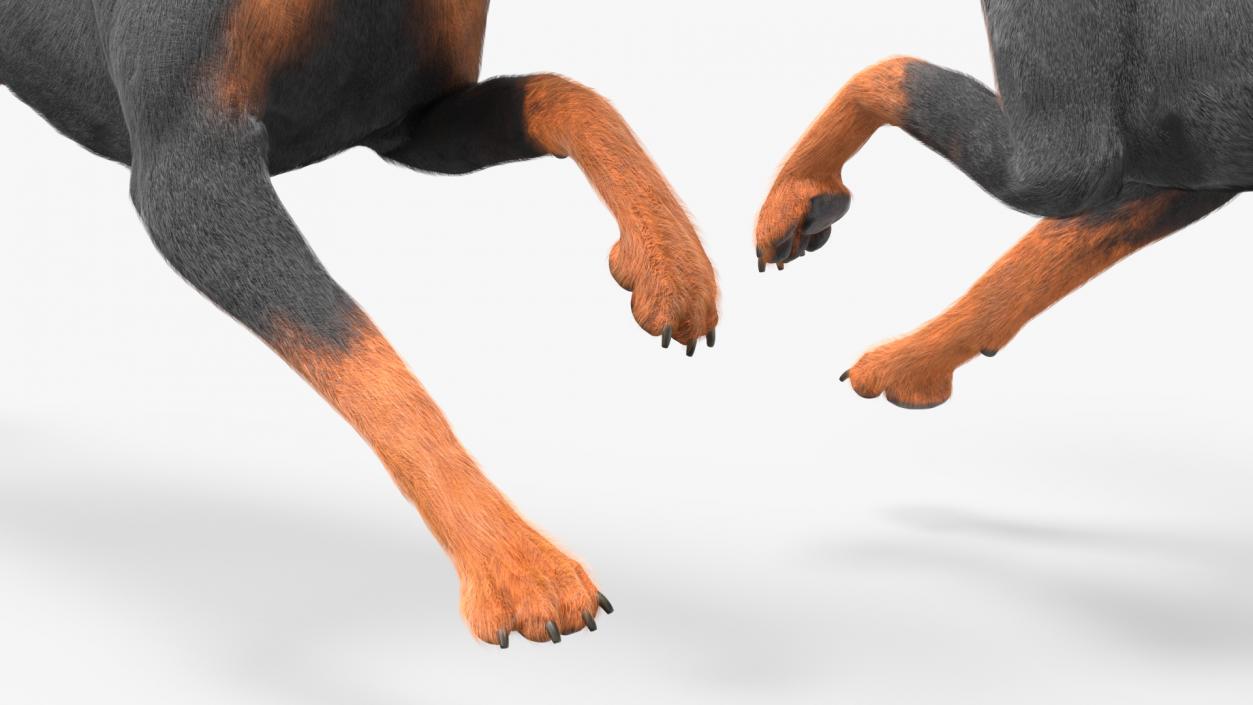 Doberman Pinscher Dog Fur Rigged 3D