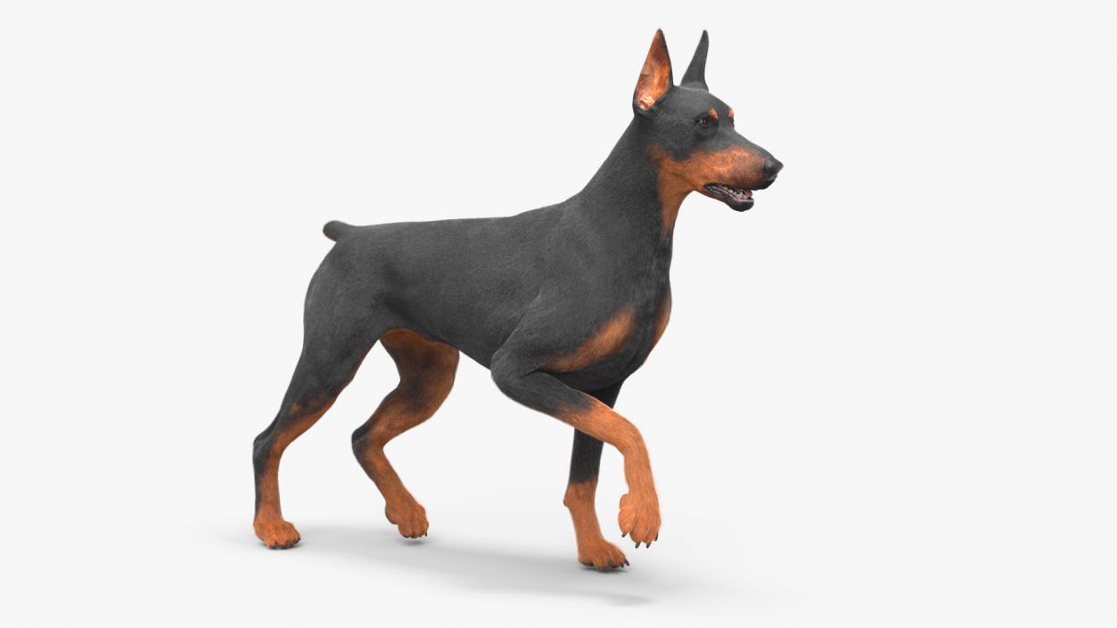 Doberman Pinscher Dog Fur Rigged 3D