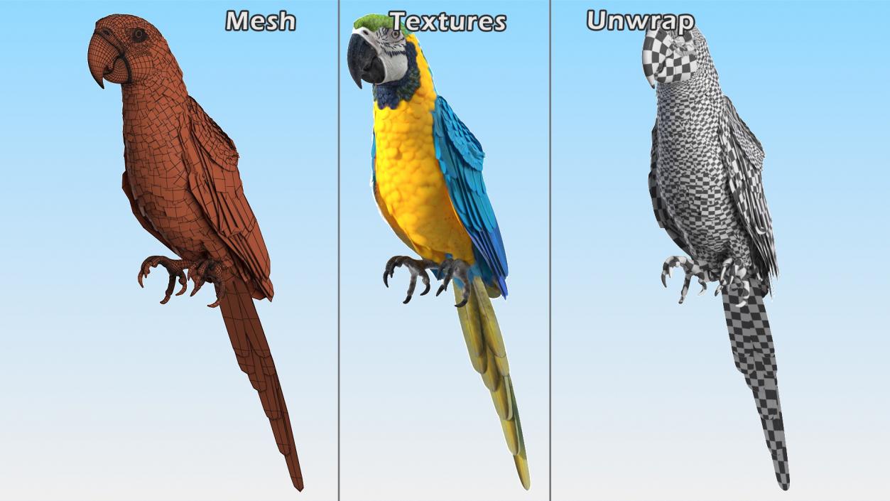 3D Birds Collection 3 model