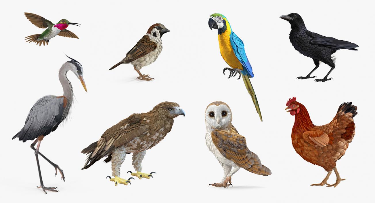 3D Birds Collection 3 model