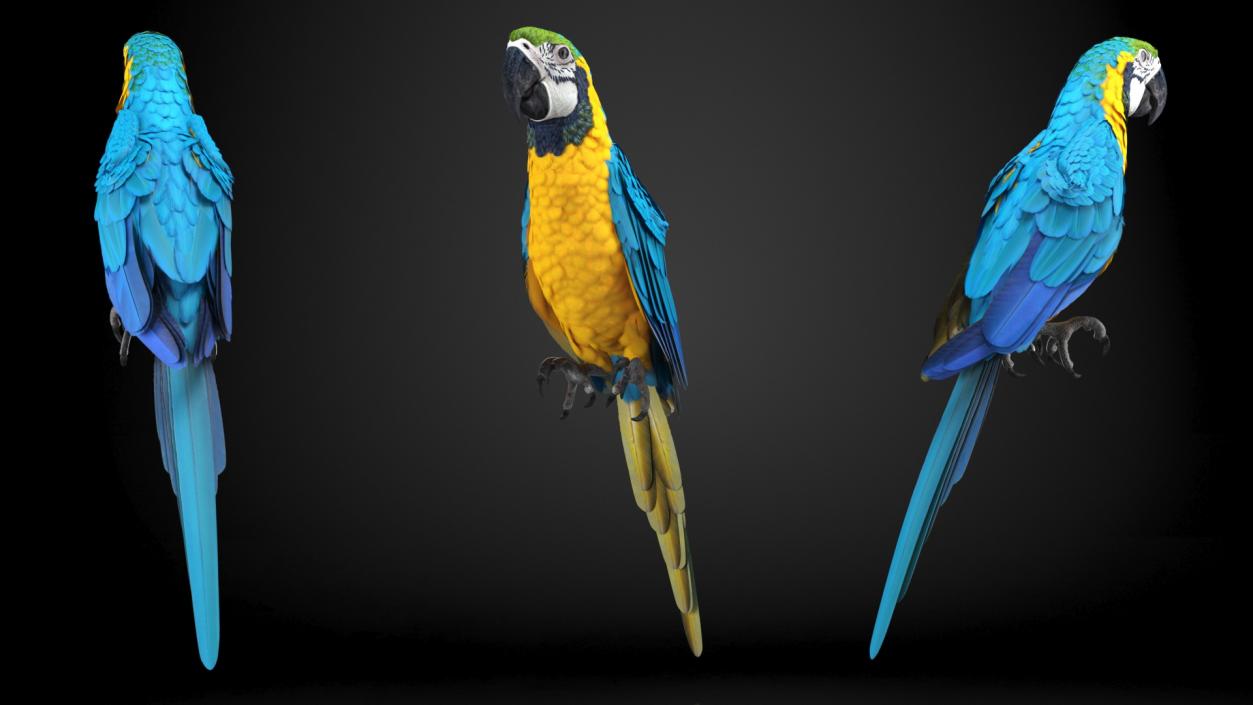 3D Birds Collection 3 model