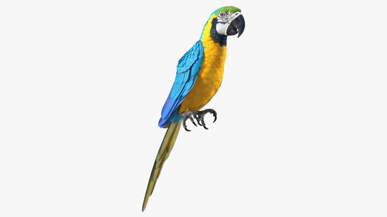 3D Birds Collection 3 model