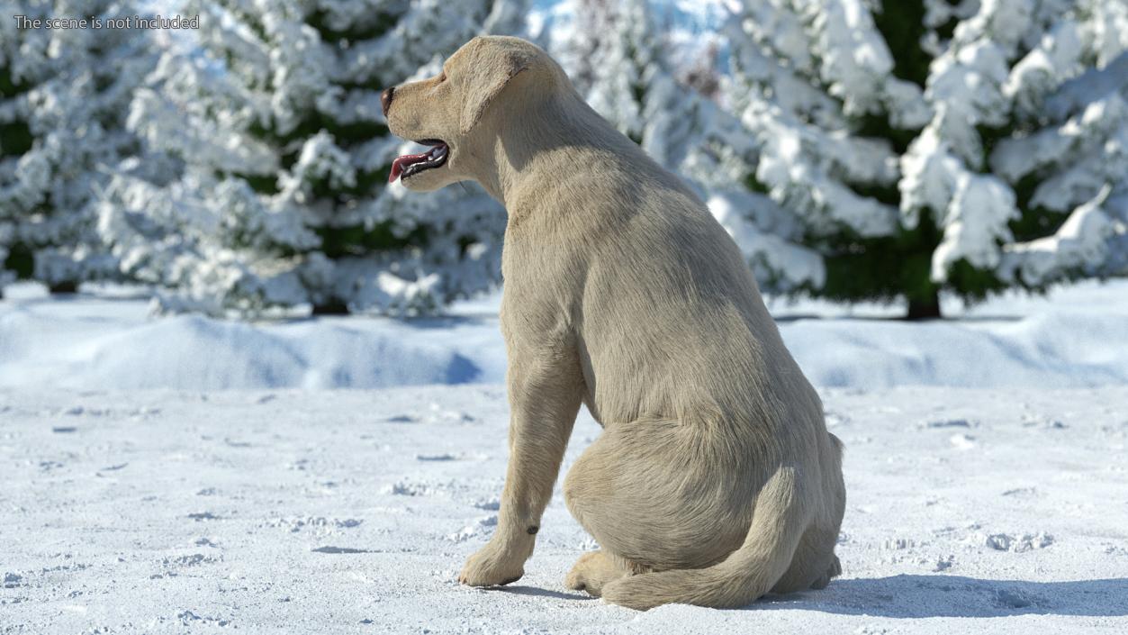 3D model Labrador Dog White Sitting Fur