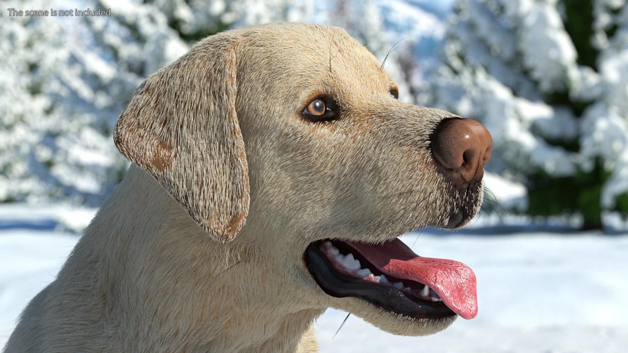 3D model Labrador Dog White Sitting Fur