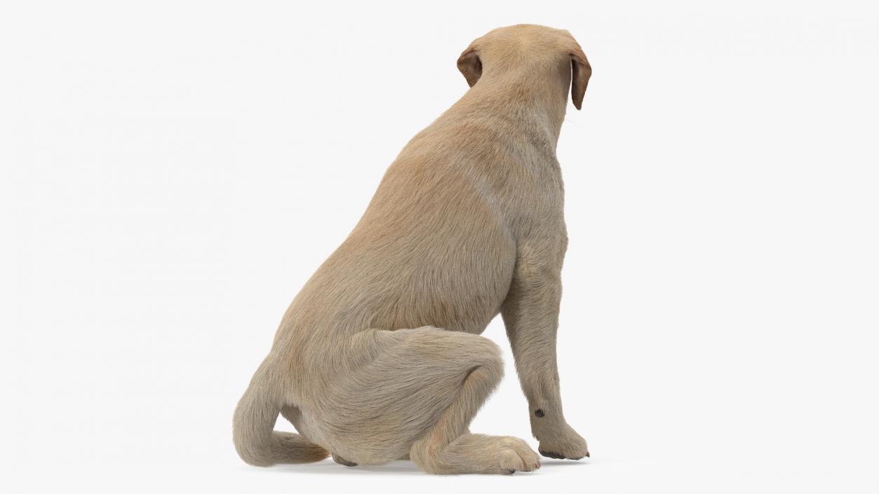 3D model Labrador Dog White Sitting Fur