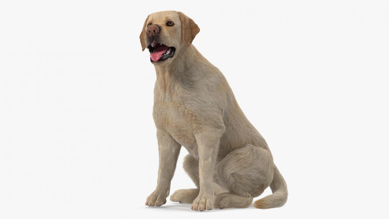 3D model Labrador Dog White Sitting Fur