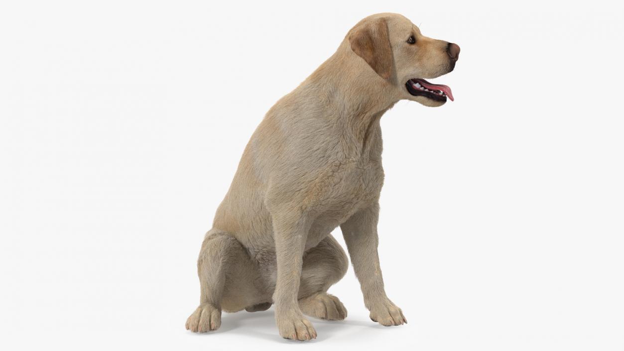 3D model Labrador Dog White Sitting Fur