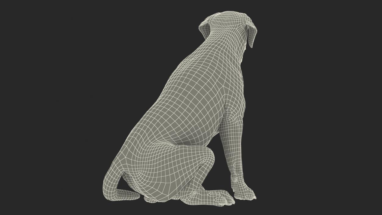 3D model Labrador Dog White Sitting Fur