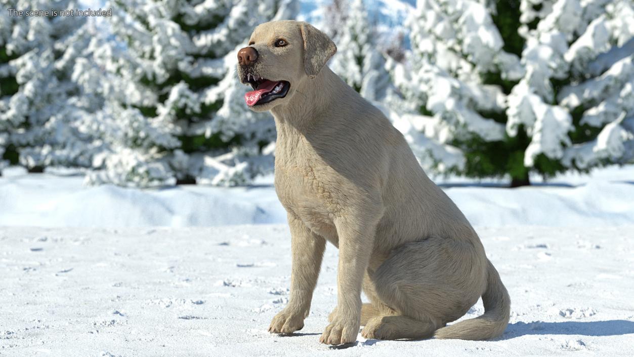 3D model Labrador Dog White Sitting Fur