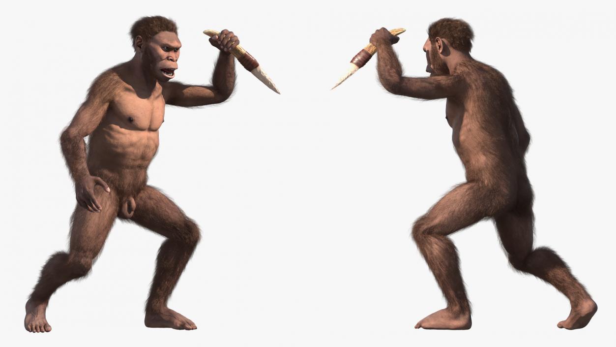 Homo Habilis with Knife in Fighting Pose Fur 3D model