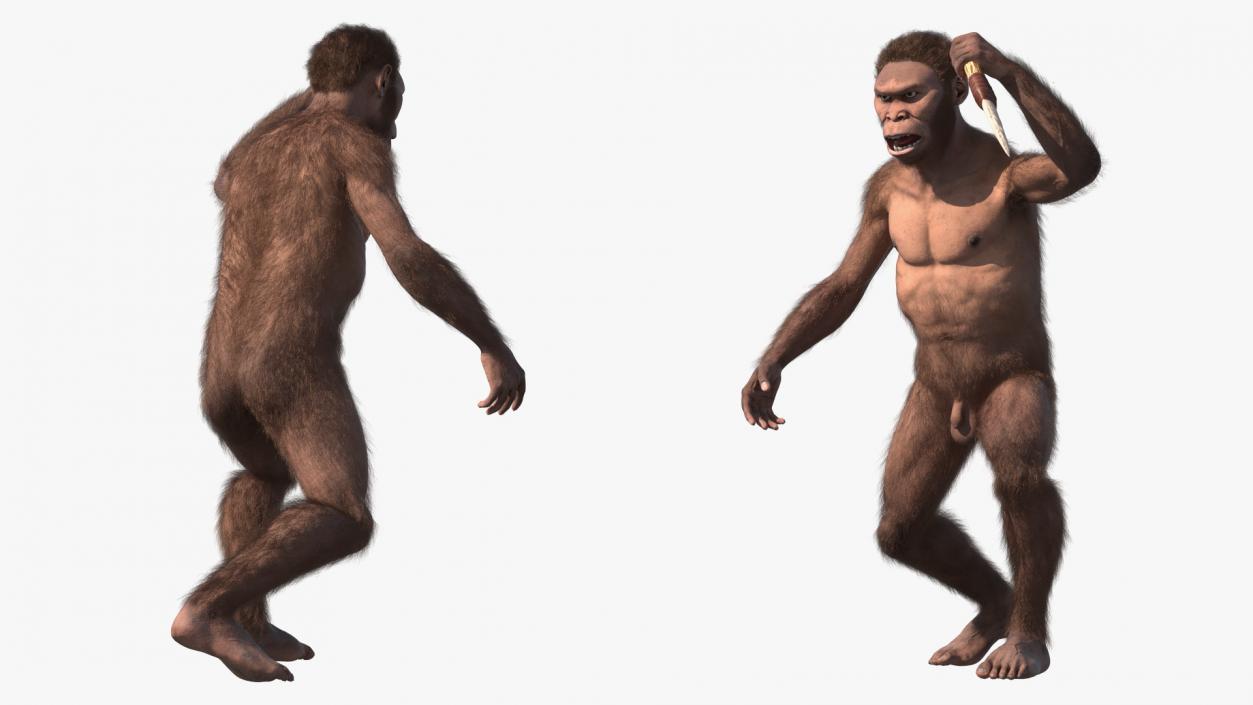 Homo Habilis with Knife in Fighting Pose Fur 3D model