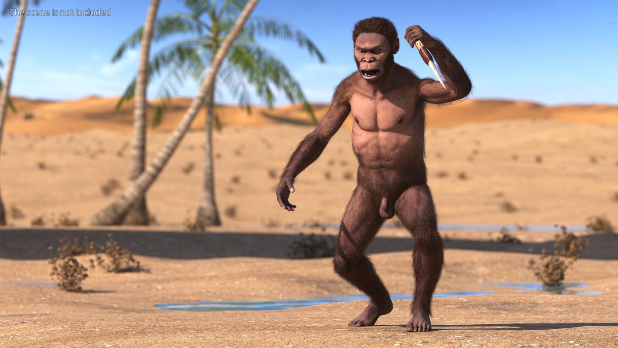 Homo Habilis with Knife in Fighting Pose Fur 3D model