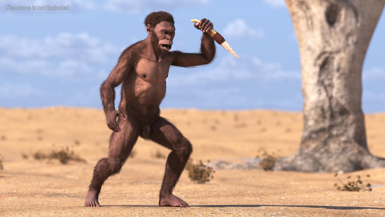 Homo Habilis with Knife in Fighting Pose Fur 3D model