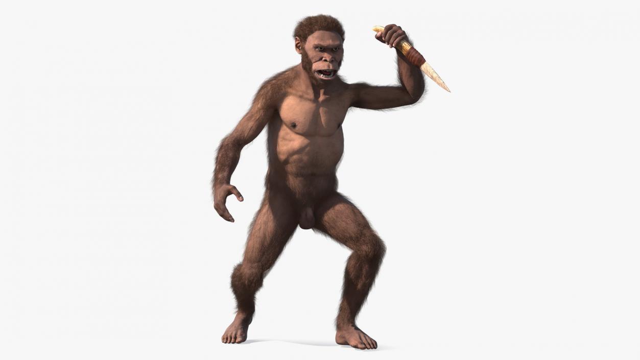 Homo Habilis with Knife in Fighting Pose Fur 3D model