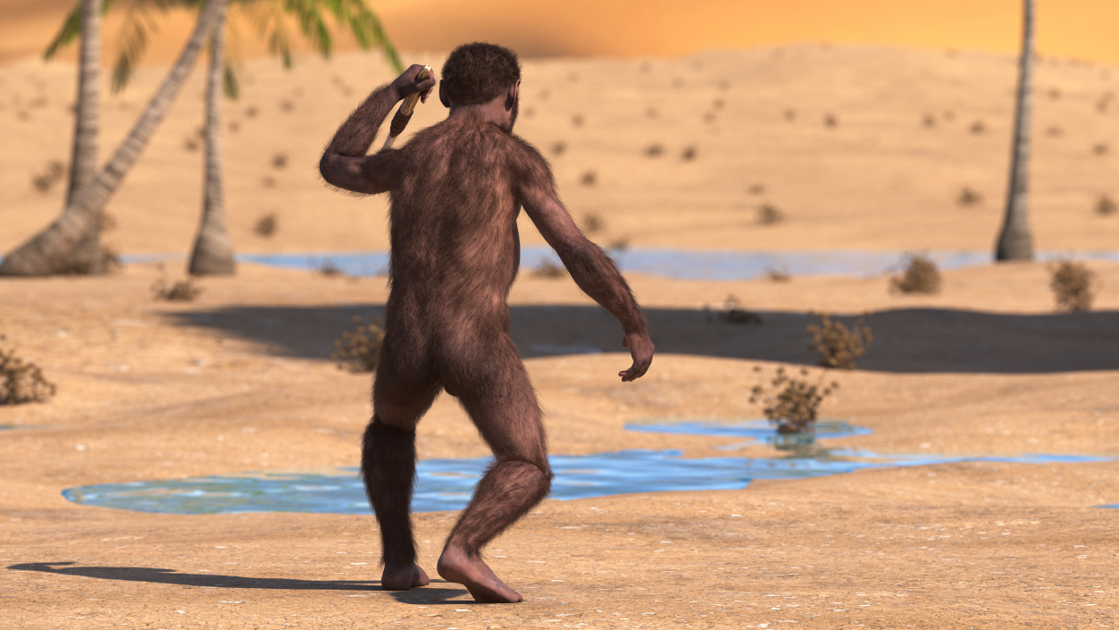 Homo Habilis with Knife in Fighting Pose Fur 3D model