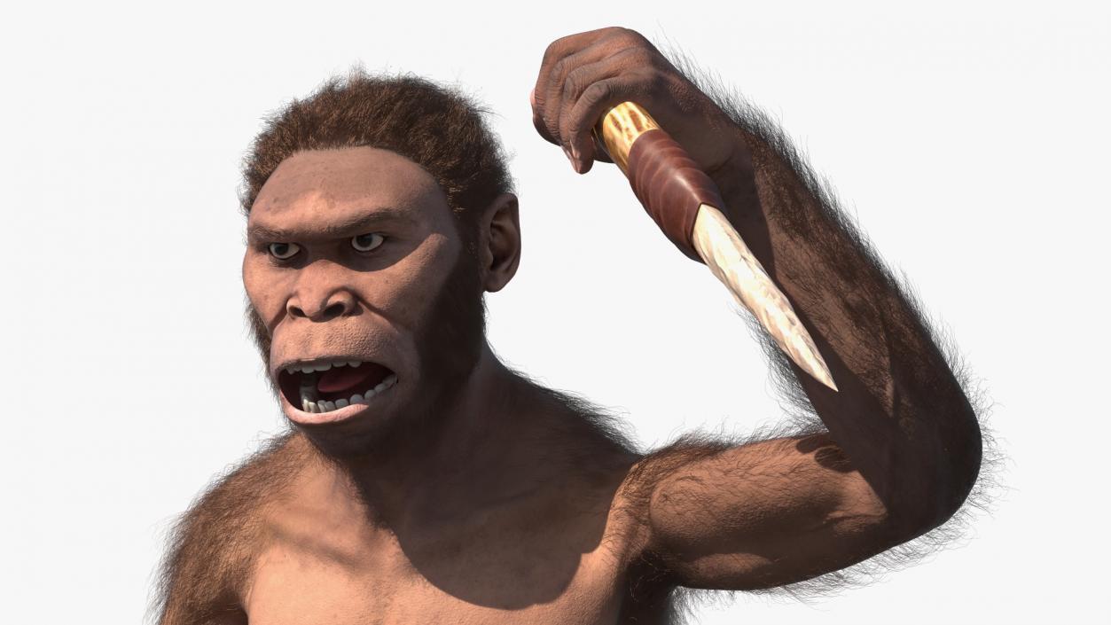 Homo Habilis with Knife in Fighting Pose Fur 3D model