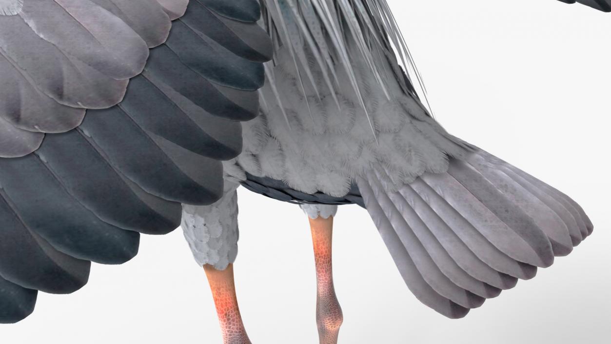 3D Grey Heron Rigged for Cinema 4D