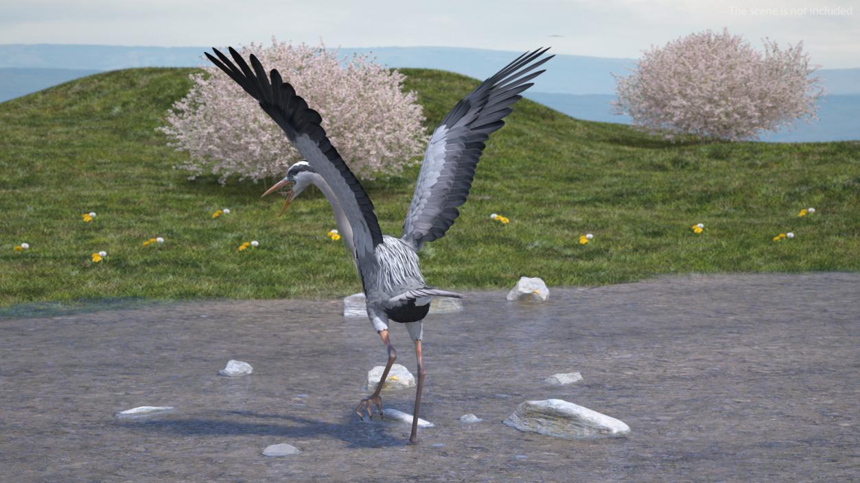 3D Grey Heron Rigged for Cinema 4D