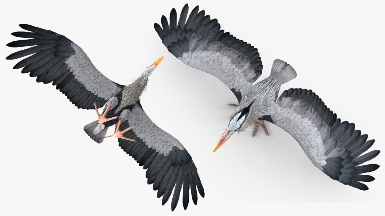 3D Grey Heron Rigged for Cinema 4D