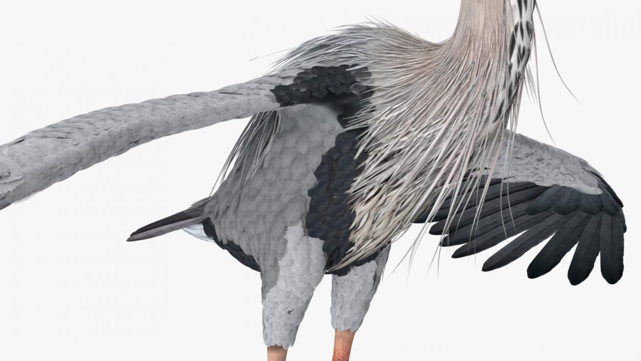 3D Grey Heron Rigged for Cinema 4D